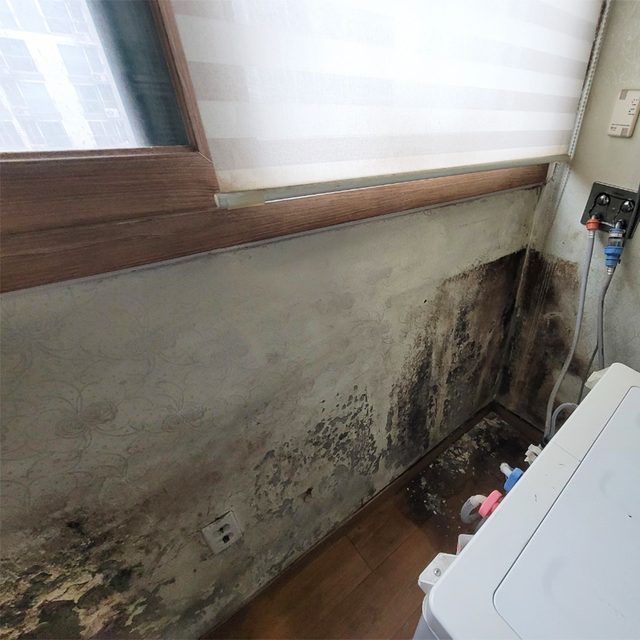 곰팡이 제거 — 원인 진단·살균·코팅